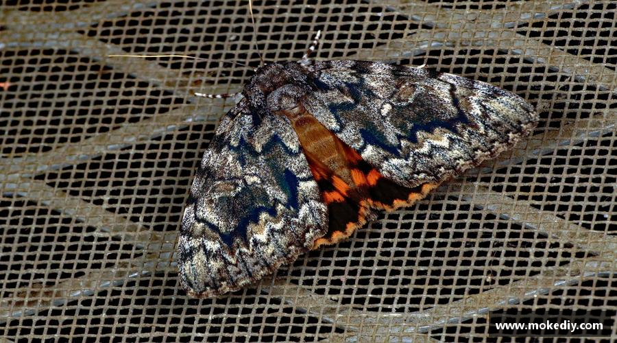 MILE米乐(集团) - MILE SPORTS坚韧不拔，夺取荣耀！